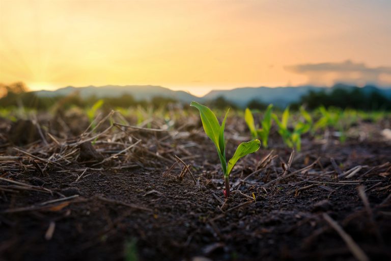 Young corn seedlings growing in soil at sunset